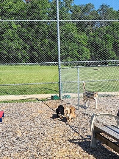 Northeast Dog Park - Gibsonville, NC