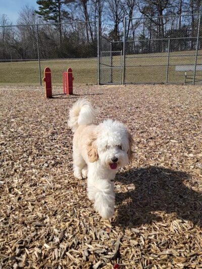 Northeast Dog Park - Gibsonville, NC