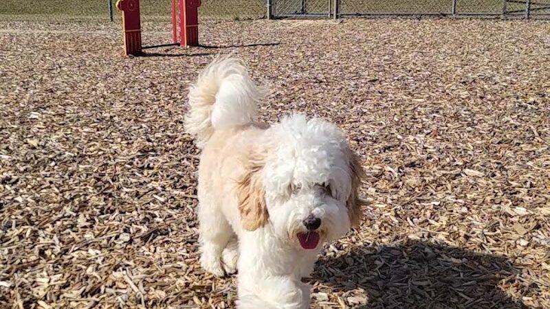 Northeast Dog Park - Gibsonville, NC