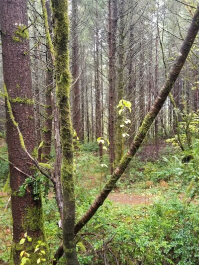 McCormick Dog Park - Gig Harbor, WA