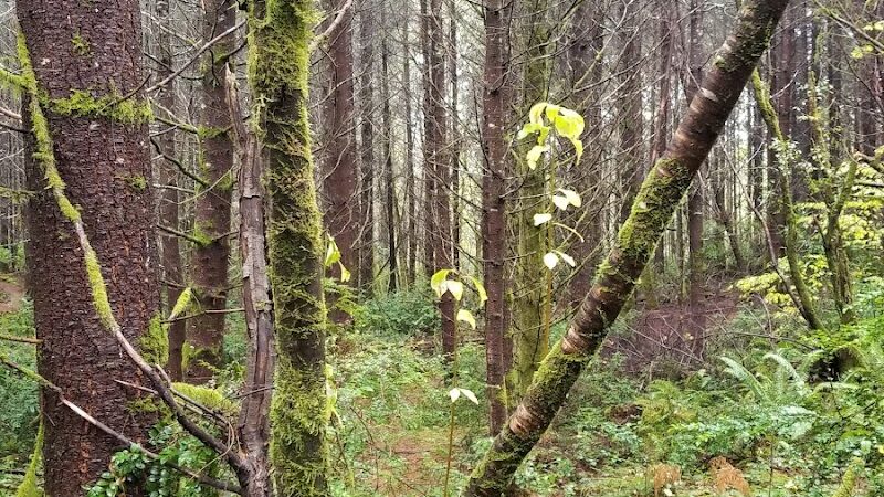 McCormick Dog Park - Gig Harbor, WA