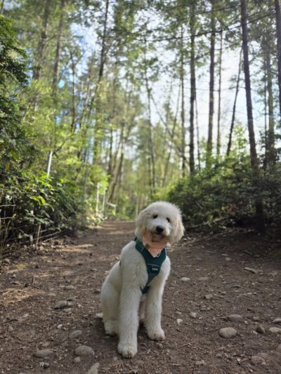 McCormick Dog Park - Gig Harbor, WA