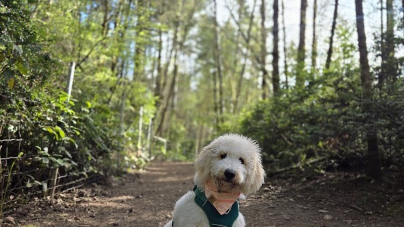 McCormick Dog Park - Gig Harbor, WA