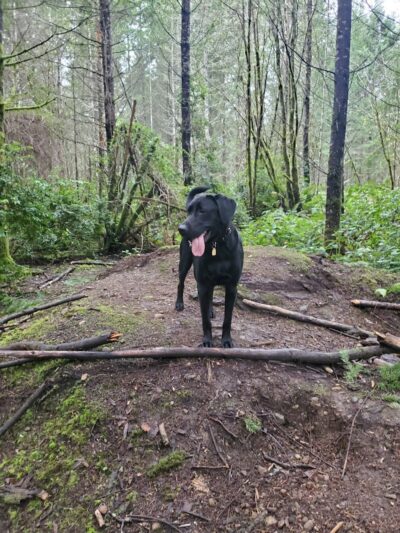 McCormick Dog Park - Gig Harbor, WA