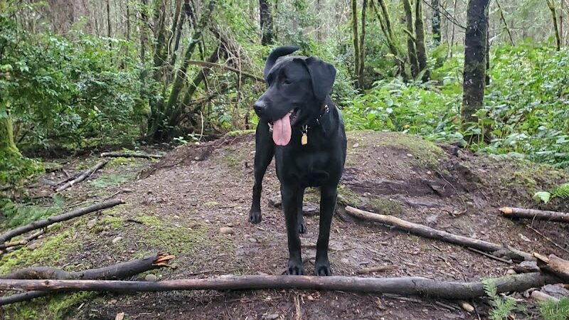 McCormick Dog Park - Gig Harbor, WA