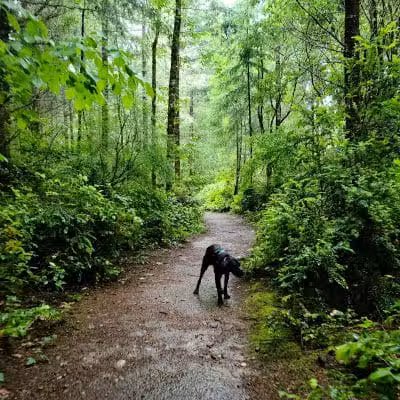 McCormick Dog Park - Gig Harbor, WA