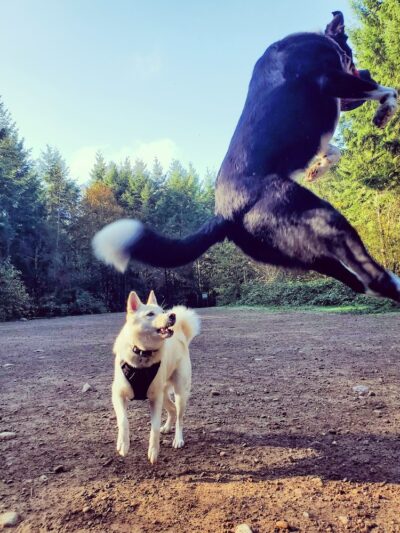 McCormick Dog Park - Gig Harbor, WA