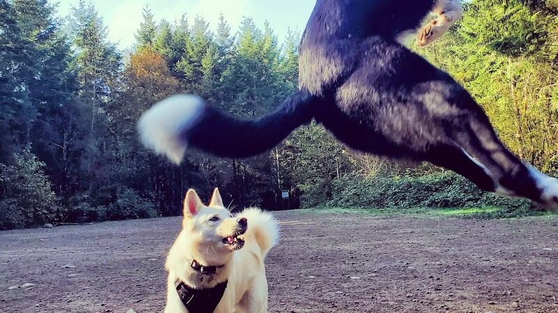 McCormick Dog Park - Gig Harbor, WA