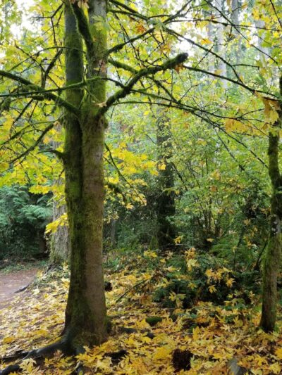 McCormick Dog Park - Gig Harbor, WA