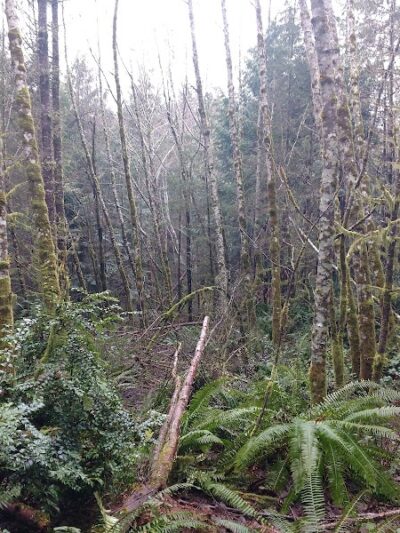 McCormick Dog Park - Gig Harbor, WA