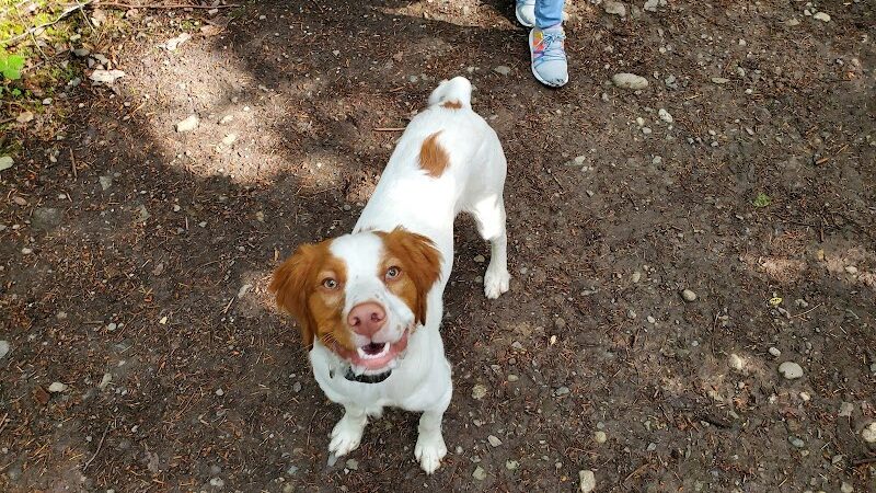 McCormick Dog Park - Gig Harbor, WA