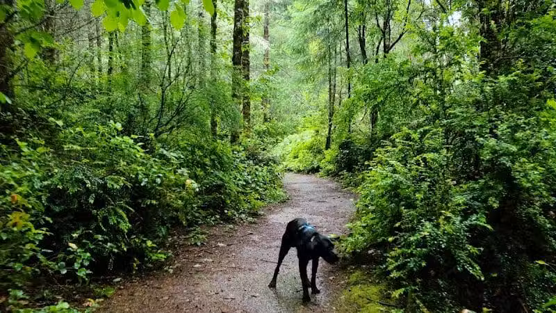 McCormick Dog Park - Gig Harbor, WA