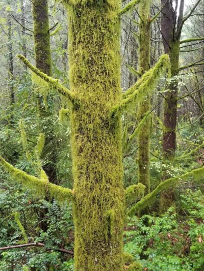 McCormick Dog Park - Gig Harbor, WA