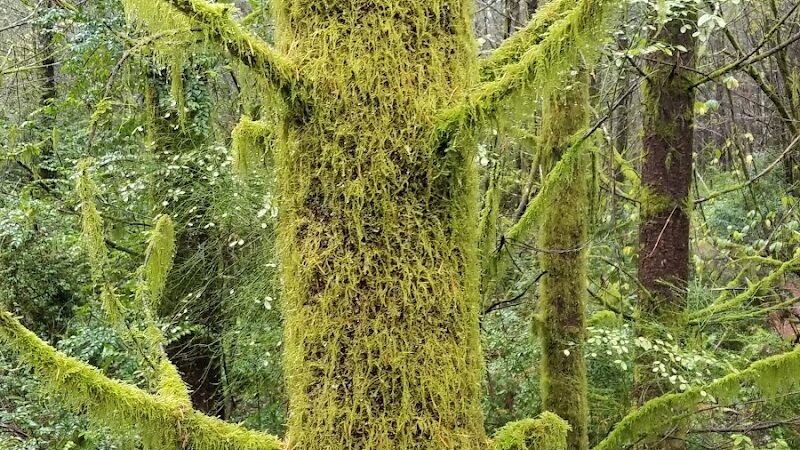McCormick Dog Park - Gig Harbor, WA