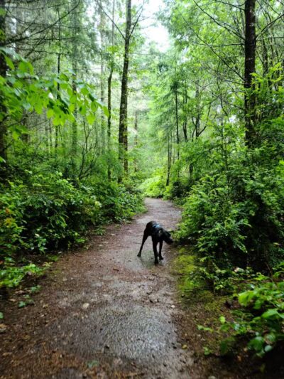 McCormick Dog Park - Gig Harbor, WA