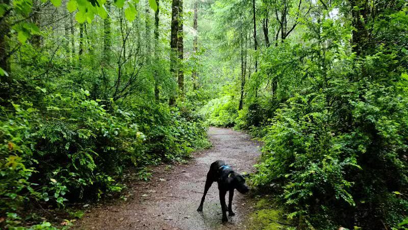 McCormick Dog Park - Gig Harbor, WA