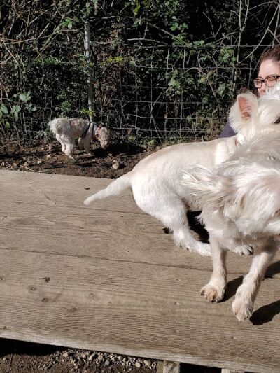 Rotary Bark Park - Gig Harbor, WA