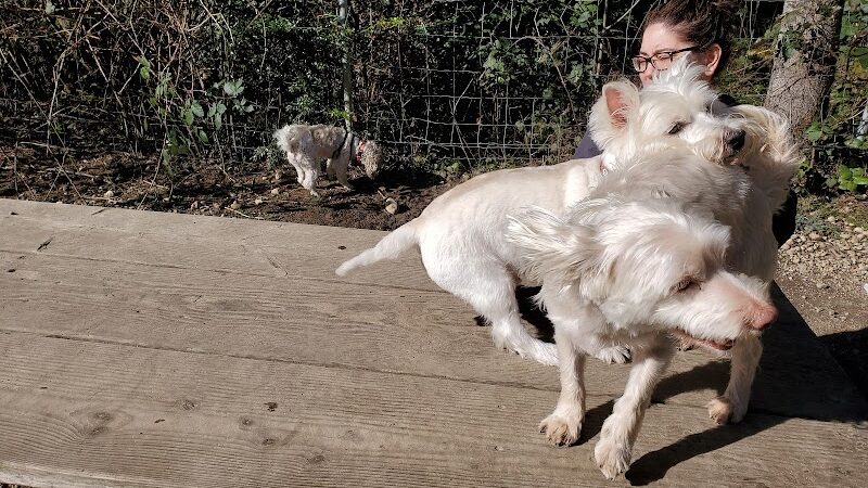 Rotary Bark Park - Gig Harbor, WA