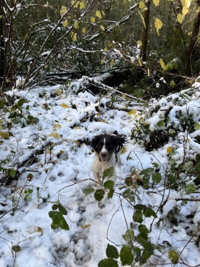 Rotary Bark Park - Gig Harbor, WA