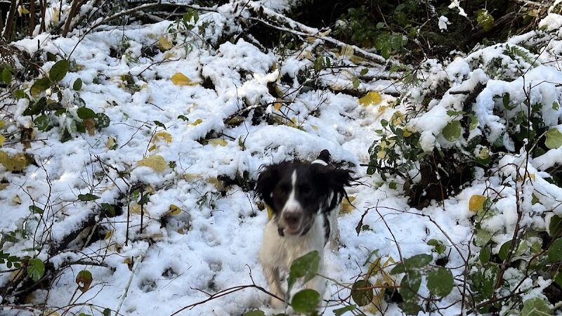 Rotary Bark Park - Gig Harbor, WA