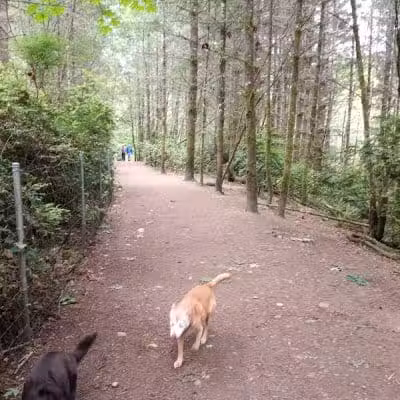 Rotary Bark Park - Gig Harbor, WA