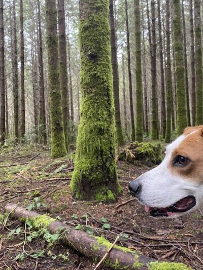 Rotary Bark Park - Gig Harbor, WA
