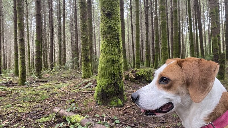 Rotary Bark Park - Gig Harbor, WA