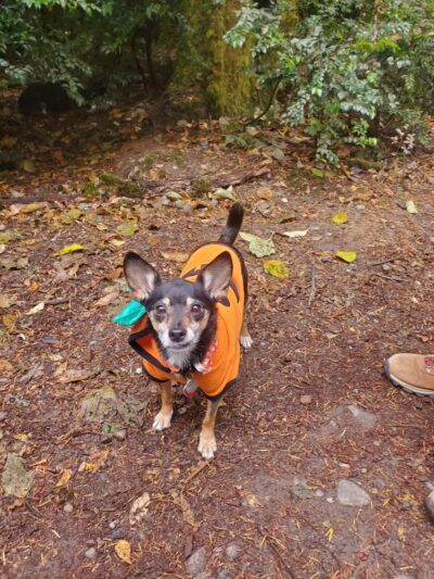 Rotary Bark Park - Gig Harbor, WA