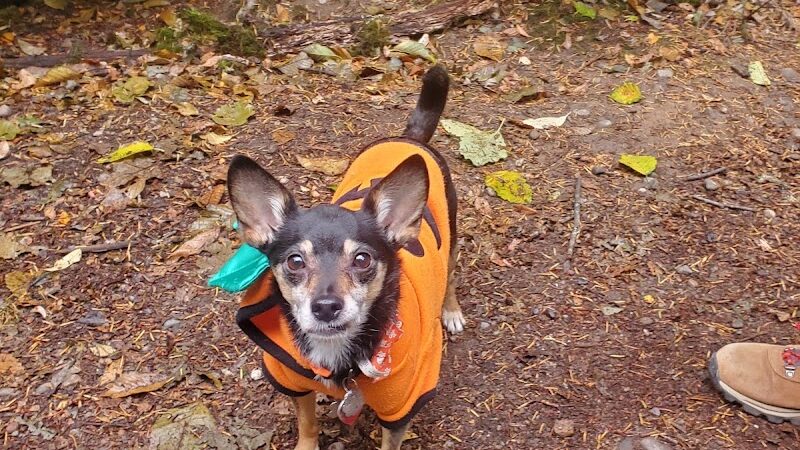 Rotary Bark Park - Gig Harbor, WA