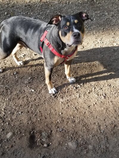 Rotary Bark Park - Gig Harbor, WA