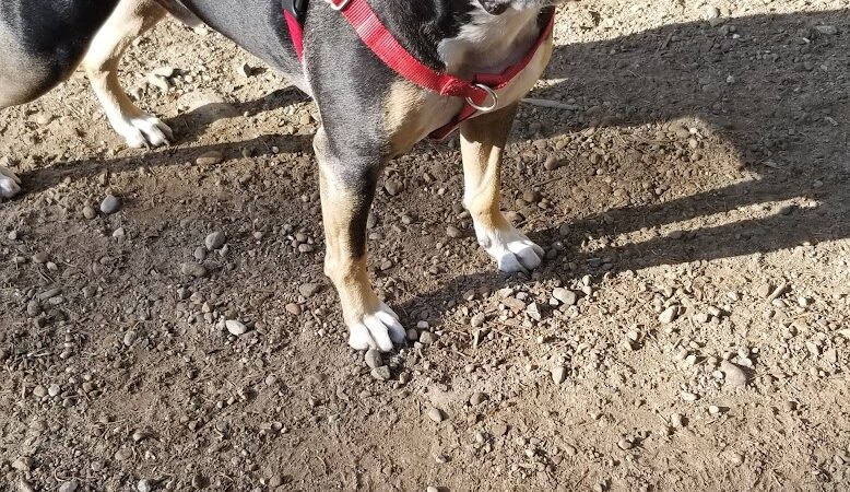 Rotary Bark Park - Gig Harbor, WA