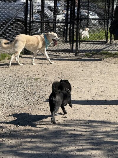 Tubby's Trail Dog Park - Gig Harbor, WA