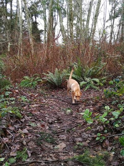 Tubby's Trail Dog Park - Gig Harbor, WA