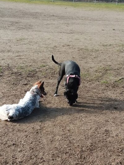 Tubby's Trail Dog Park - Gig Harbor, WA