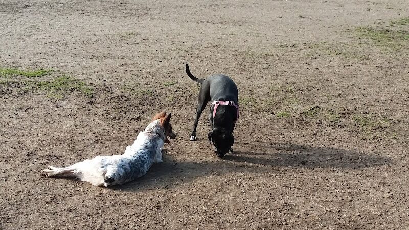 Tubby's Trail Dog Park - Gig Harbor, WA