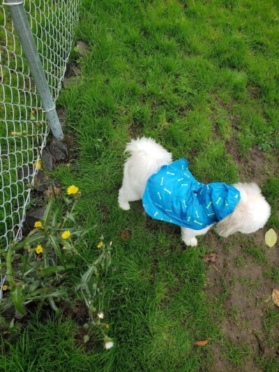 Tubby's Trail Dog Park - Gig Harbor, WA
