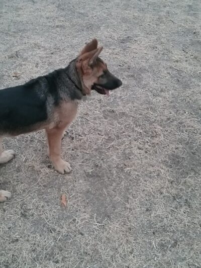 Tubby's Trail Dog Park - Gig Harbor, WA