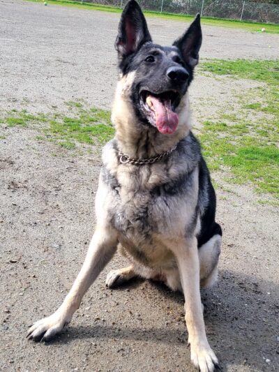 Tubby's Trail Dog Park - Gig Harbor, WA