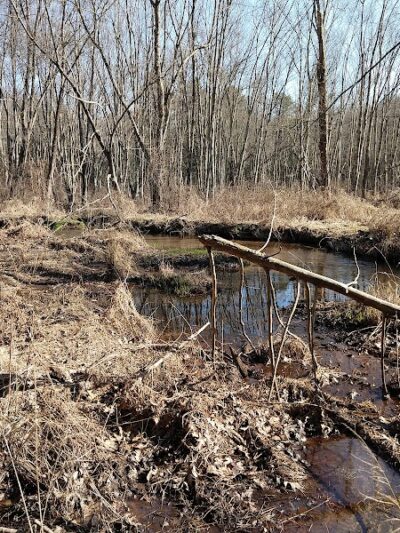 Addison Bog & Woodlands - Glastonbury, CT