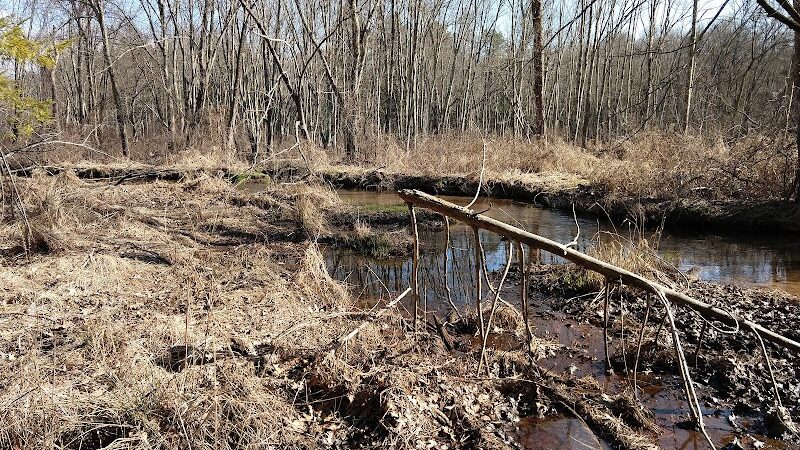 Addison Bog & Woodlands - Glastonbury, CT