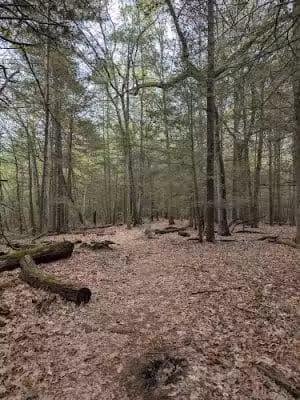 Addison Bog & Woodlands - Glastonbury, CT