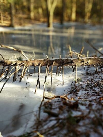 Addison Bog & Woodlands - Glastonbury, CT