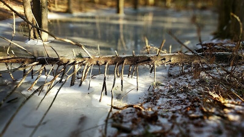 Addison Bog & Woodlands - Glastonbury, CT