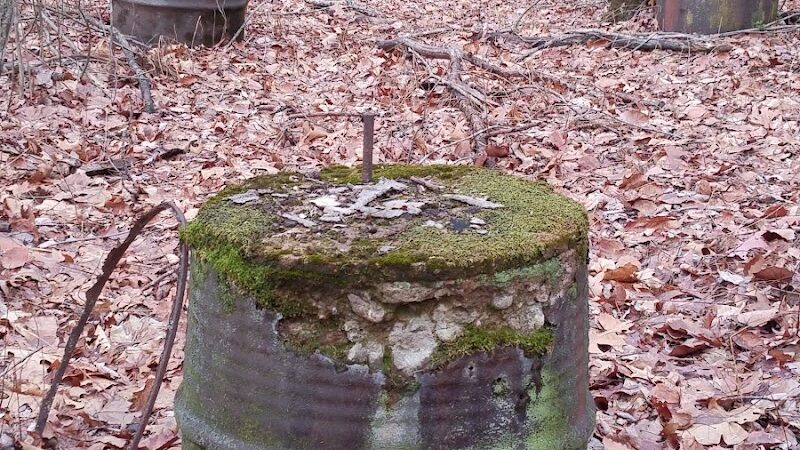 Addison Bog & Woodlands - Glastonbury, CT