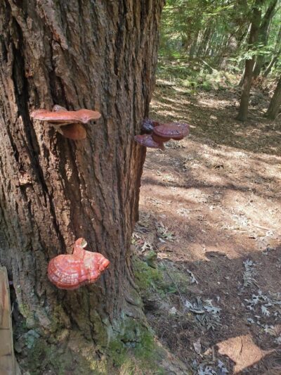 Addison Bog & Woodlands - Glastonbury, CT