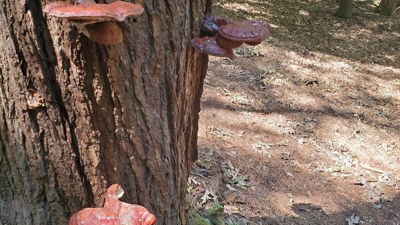 Addison Bog & Woodlands - Glastonbury, CT