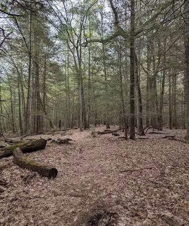 Addison Bog & Woodlands - Glastonbury, CT