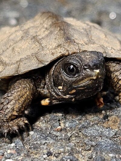 Glastonbury Multi-Use Trail - Glastonbury, CT