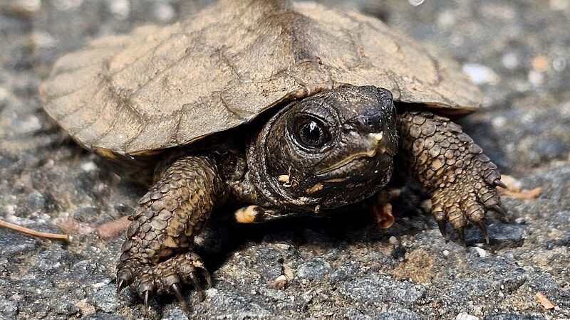 Glastonbury Multi-Use Trail - Glastonbury, CT