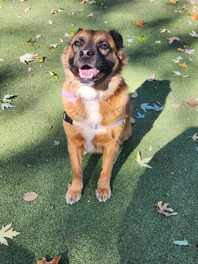 Glen Oaks Village Enchanted Forest Dog Park - Private - Glen Oaks, NY